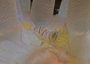 shrimp vldez alaska scuba dive diving