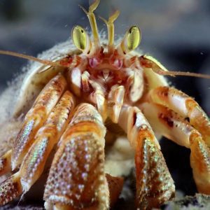 crab scuba dive alaska diving