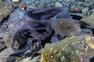 scuba dive alaska juvenile wolf eel