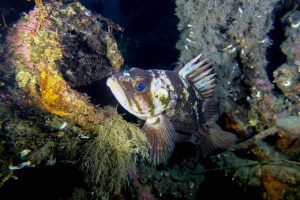 quillback rockfish
