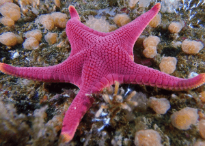 vermillion starfish