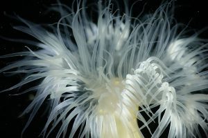 anemone in valdez scuba diving dive