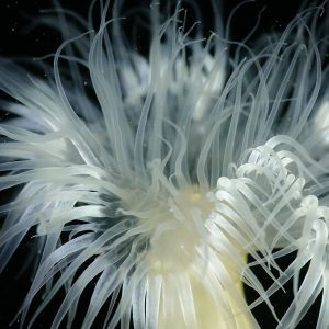 anemone in valdez scuba diving dive