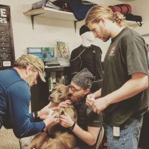 shop dog pitbull bruce getting his paws patched up