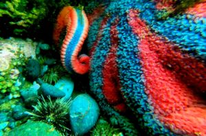 starfish underwater photography alaska beautiful candy color