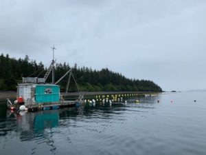 perry island oyster farm prince william sound