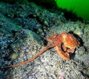 octopus underwater alaska tour excursions explore nature photography