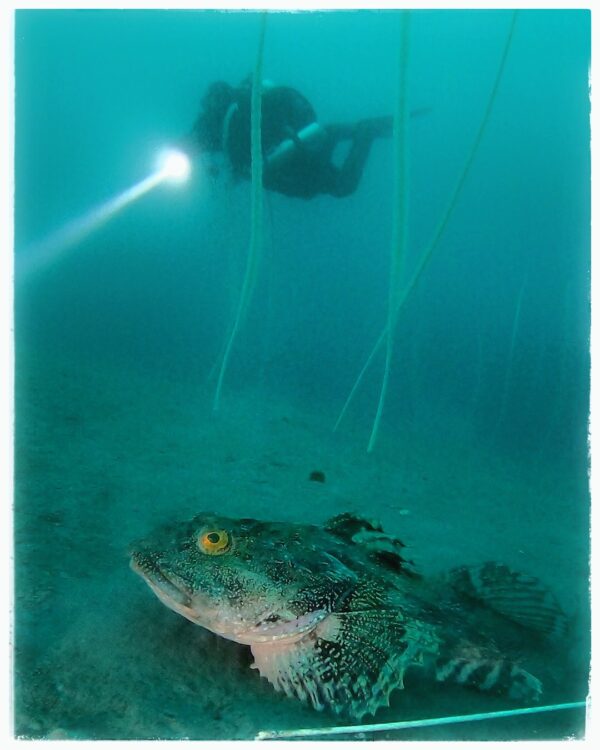 PADI Deep Diver DiveAlaska